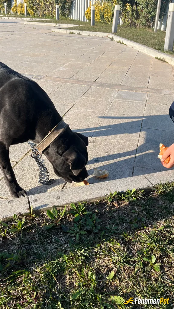 Sokak hayvanı besleme: Köpekleri çok seviyorum fenomen bet