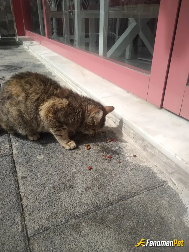 Sokak hayvanı besleme: Bizim müdavim her gün aynı saatte.hayvanlari sevin