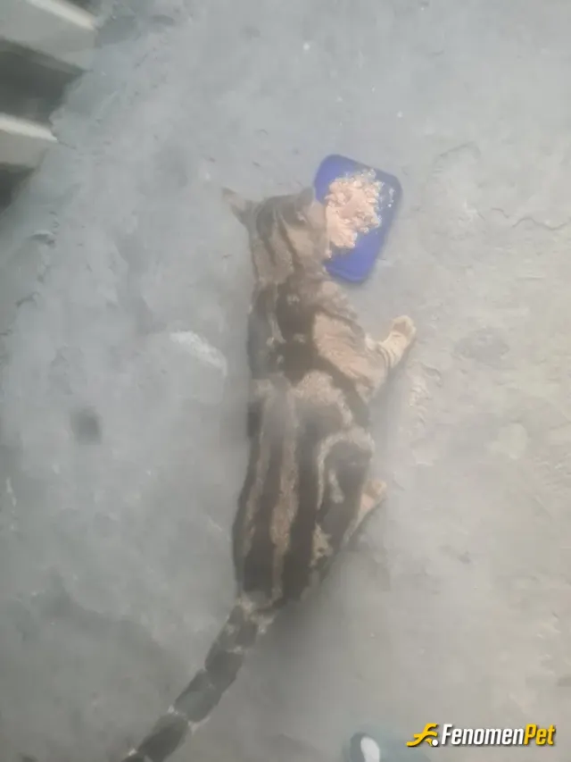 Sokak hayvanı besleme: Etle