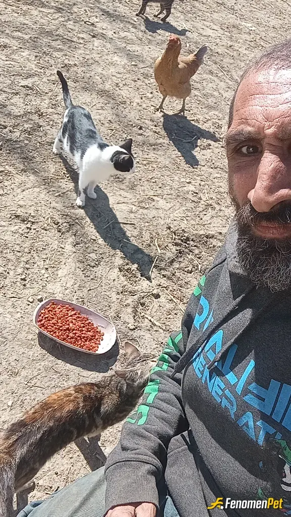 Sokak hayvanı besleme: Tesekur