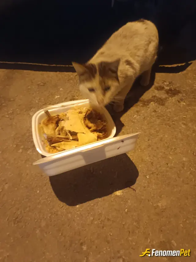 Sokak hayvanı besleme: Kızarmış tavuk verdim