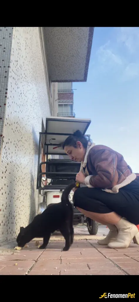 Sokak hayvanı besleme: Keşke imkanım olsa ve bütün kedileri eve alabilsem