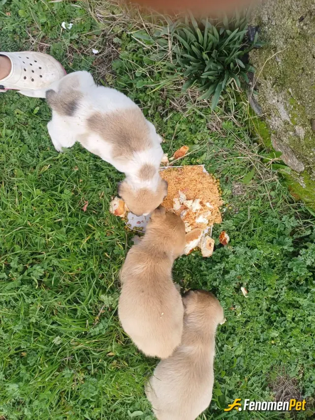 Sokak hayvanı besleme: Düzenli olarak sokaktaki patili dostlarımıza yemek bırakıyoruz. Yemekleri atıp ziyan etmek yerine patili dostl