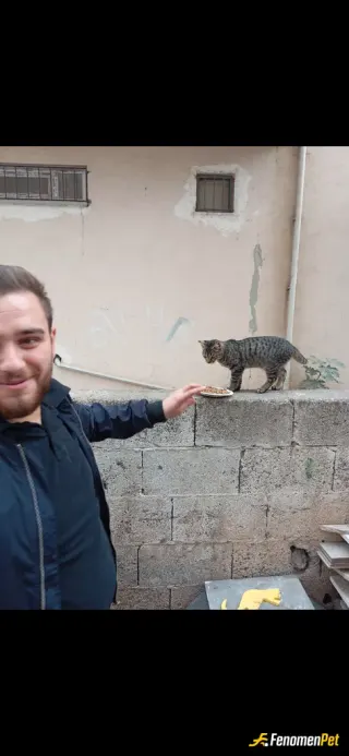 Sokak hayvanı besleme: #fenomenpet destek çıkalım ramazanda