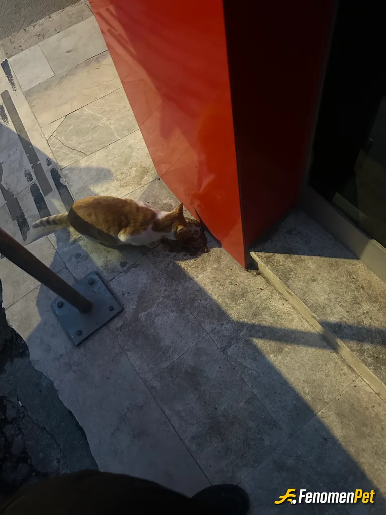 Fallen16 sokak hayvanını beslerken çektiği fotoğraf