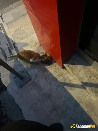 Sokak hayvanı besleme: :)