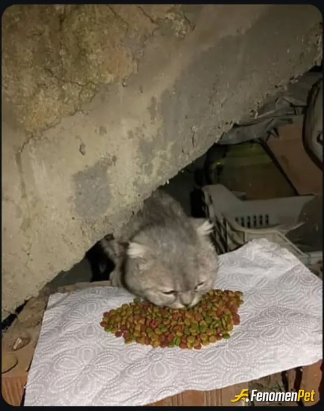 Sokak hayvanı besleme: Dün apartmanın bodrumunda ses geliyordu. Bulmak için çok uğraştırdı ve baya agresifti ama biraz sakinleşti:)