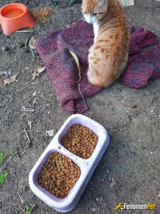 Sokak hayvanı besleme: Bak seker.