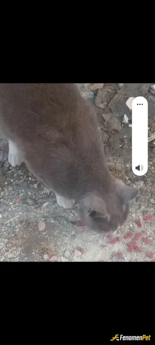 Sokak hayvanı besleme: Mama verdim