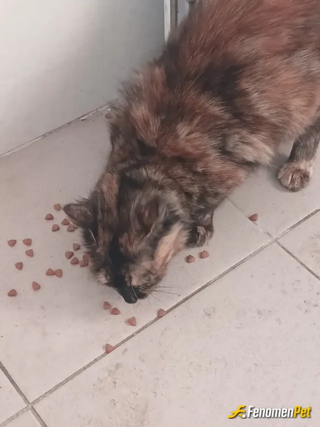 Sokak hayvanı besleme: Tesisin kirlisi...dünya güzelidir buuu..