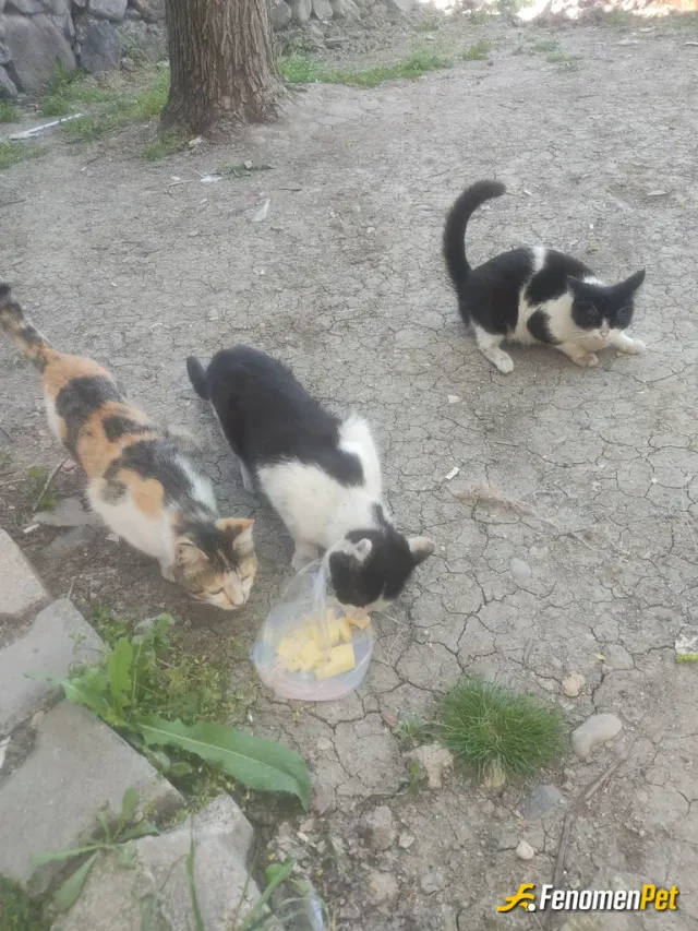 Sokak hayvanı besleme: Ne zaman kapı önüne çıksam gel pisi pisi demem yeterli , çok kalabalık geliyorlar haraç vermesem dayak yerim �