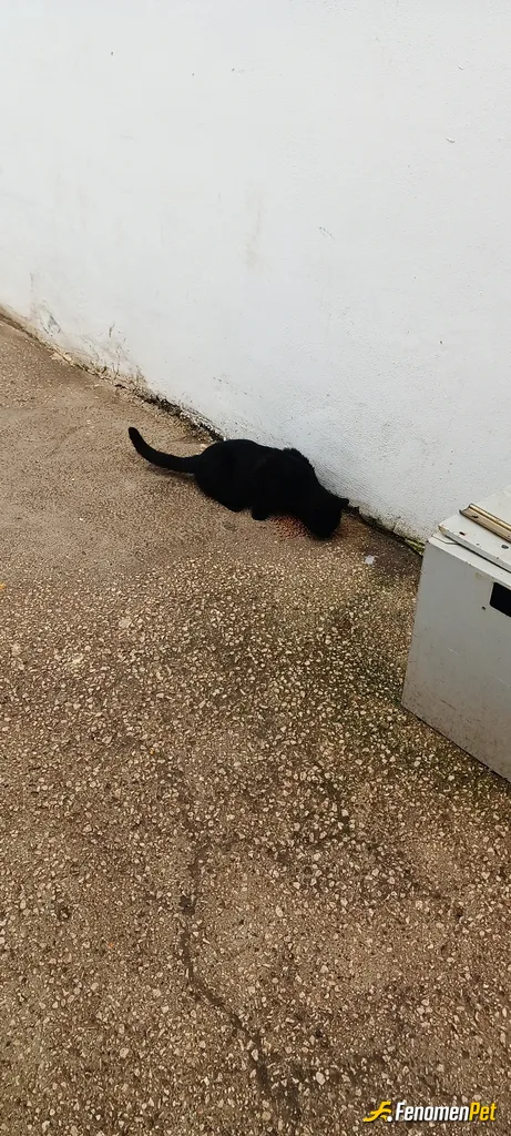 Sokak hayvanı besleme: Kara oğlan gelmiş can ya..