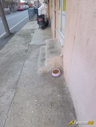Sokak hayvanı besleme: Heryerde beslemeye devam ediyoruz