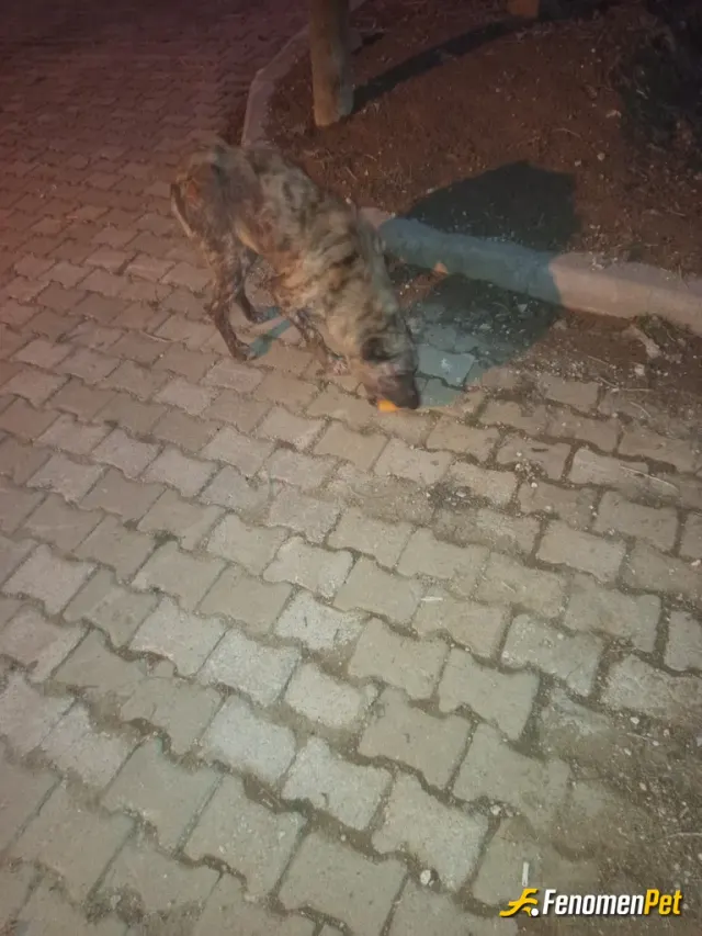 Sokak hayvanı besleme: Sokak hayvanları besleyelim