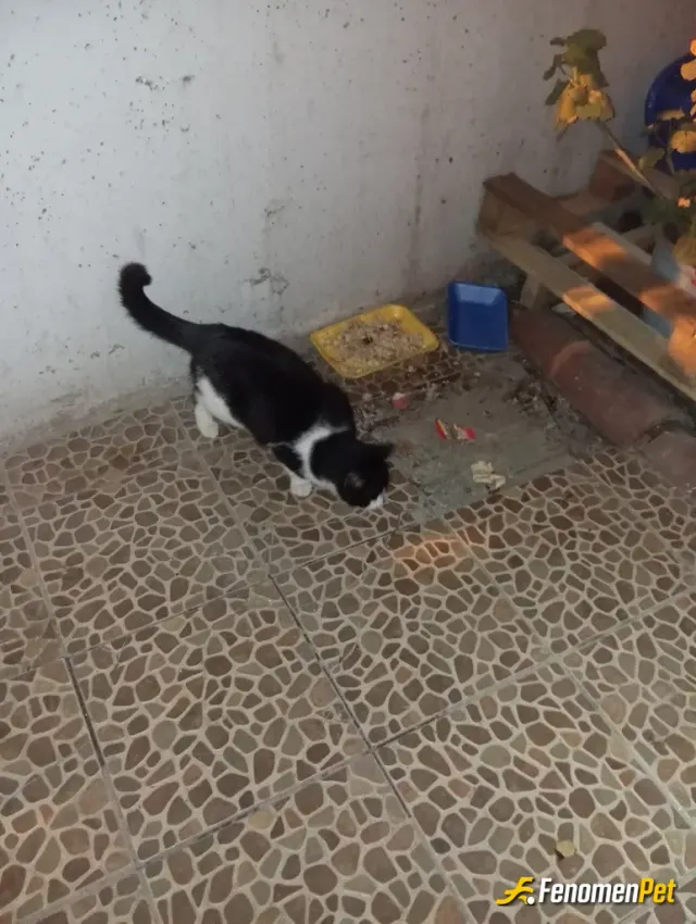 Sokak hayvanı besleme: Hayvanları sevin
