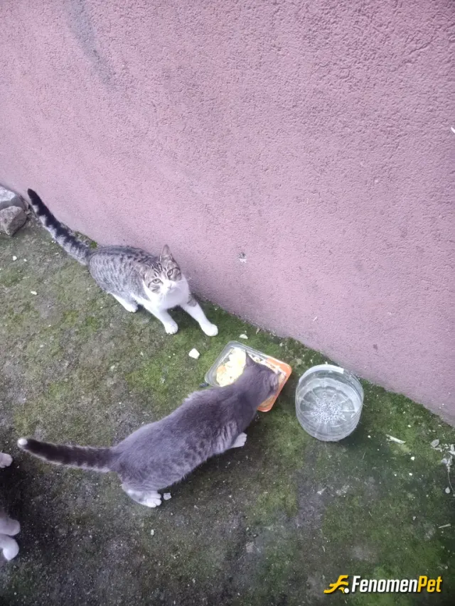 Sokak hayvanı besleme: Onlar için tavuk suyuna haşlanmış makarna yaptım onlar doyunca çok mutlu oluyorum 🥰