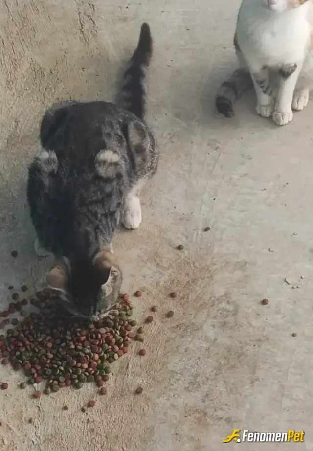 Sokak hayvanı besleme: Affedin bizi