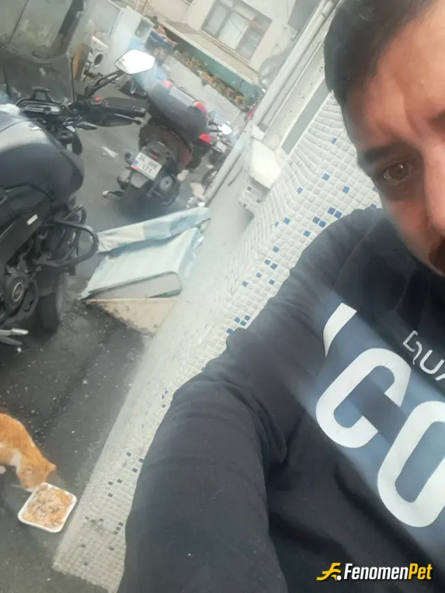Sokak hayvanı besleme: Bu kızımız hamile 🥰