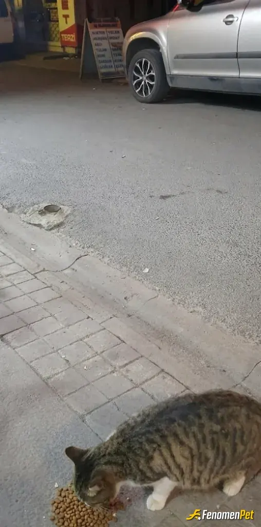 Sokak hayvanı besleme: Çalıştığım is yerinin yan tarafında kafede kediler aralarında gebe olanlarda var gördüğüm de ilgileniyorum hem