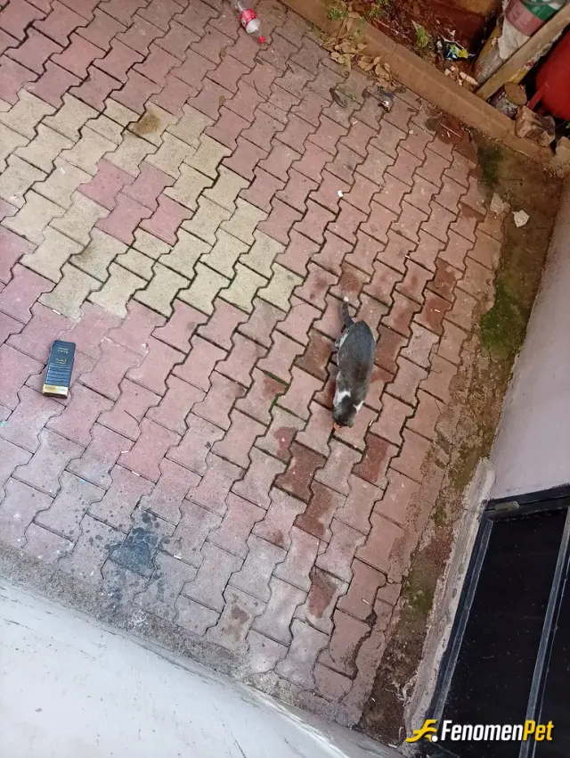 Sokak hayvanı besleme: Kedilerimi çok severim