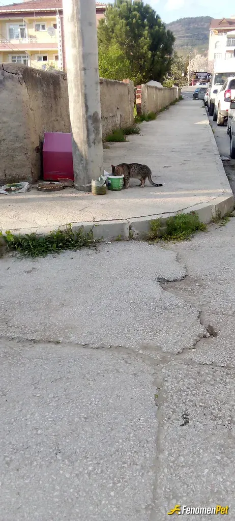 Sokak hayvanı besleme: Hepsi bı can