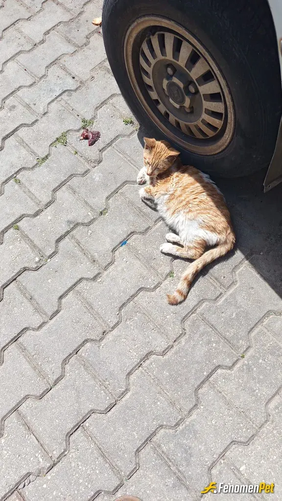 Sokak hayvanı besleme: Marketten kedi maması aldım