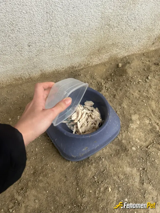 Sokak hayvanı besleme: Çağırdım ama korktular kaba koydum 🥺