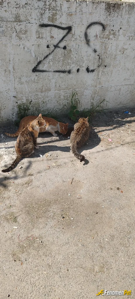 Sokak hayvanı besleme: Mahallemizdeki canları besledik