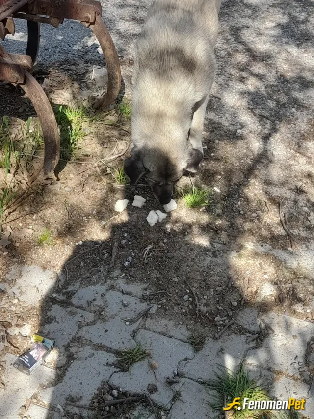 Sokak hayvanı besleme: Açlık zor be