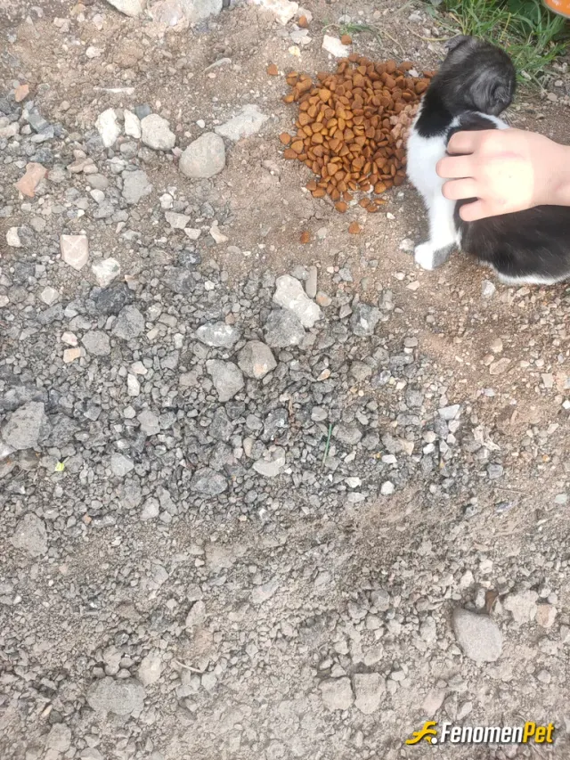 Sokak hayvanı besleme: Marketten mama aldık yavru bir kedi var bizim binamızda sokak hayvani zaten normalde de besliyoruz