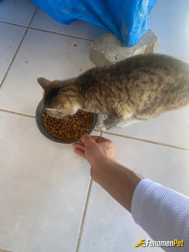 Sokak hayvanı besleme: Yavru Kedi Besliyorum..