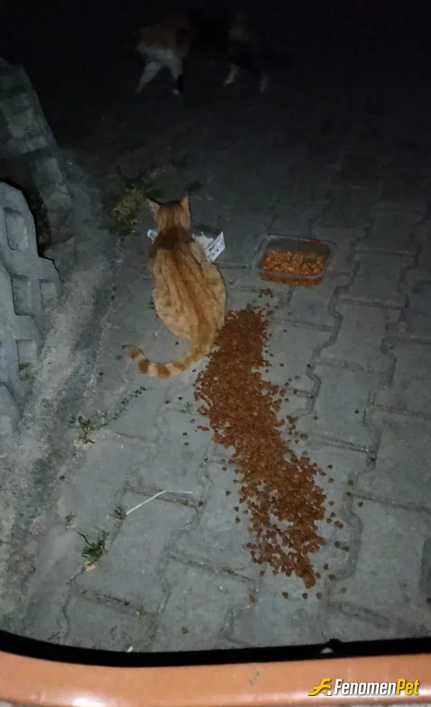 Sokak hayvanı besleme: Nasiplensin yavrucaklar bonusuda alırsak bi mama parası daha çıkar 
not: düzenli hayvan besliyorum site sorum