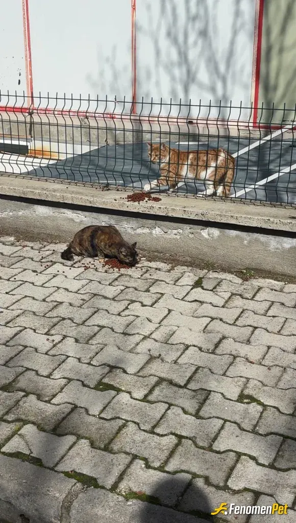 Sokak hayvanı besleme: #Fenomenpet #FenomenbetPatiDostu #Fenomenbet