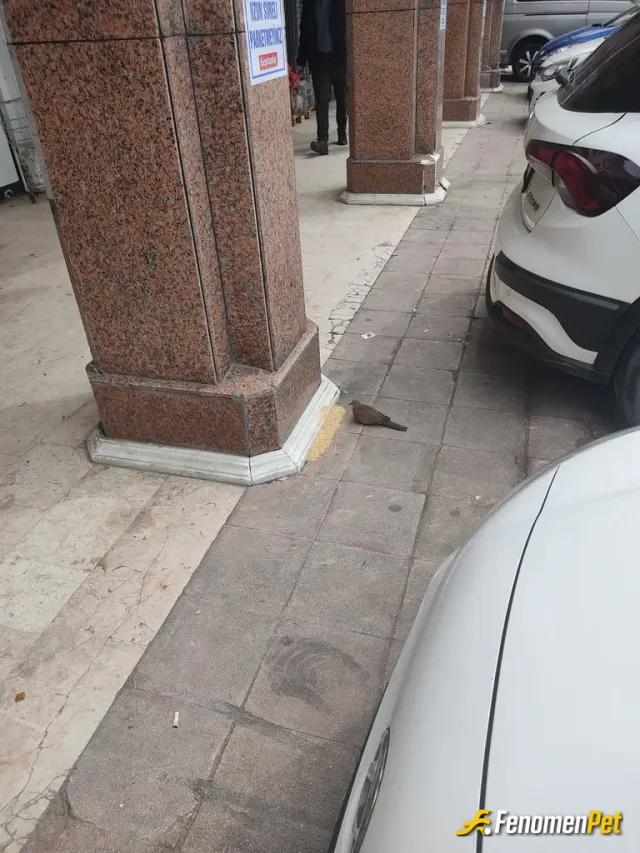 Sokak hayvanı besleme: Duvar dibine buğday koydum sürekli kuşlar gelip yiyor