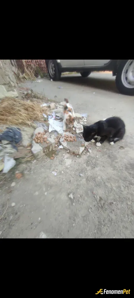 Sokak hayvanı besleme: Baktım etrafımda mitacliyorlardi bende gittim kıyamadım birşeyler alıp verdim