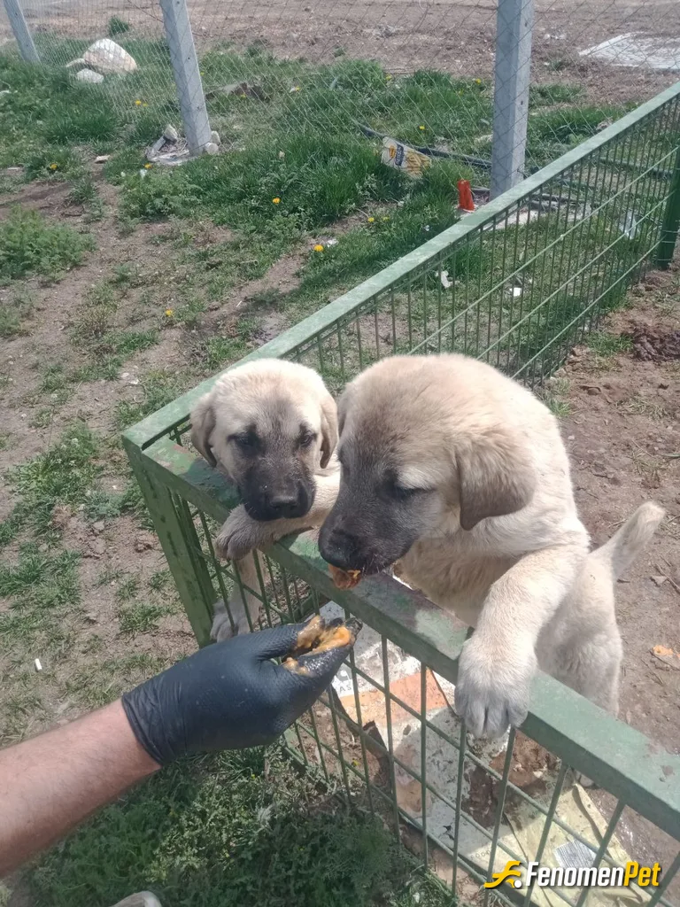 Sokak hayvanı besleme: #Fenomenpet mamalarımızı alıyor!
4 kardeştiler 2sini sahiplendiler 2si bizde kaldı. Sena ve Nevzat