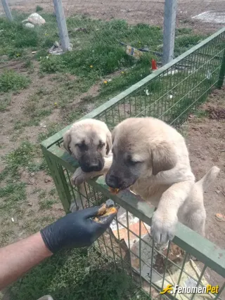 Sokak hayvanı besleme: #Fenomenpet mamalarımızı alıyor!
4 kardeştiler 2sini sahiplendiler 2si bizde kaldı. Sena ve Nevzat