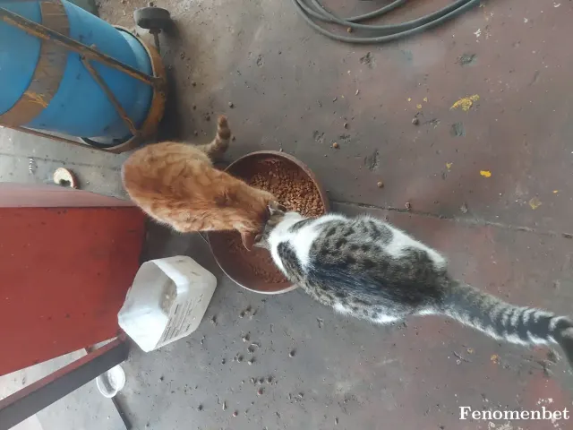 Sokak hayvanı besleme: Mama yemek