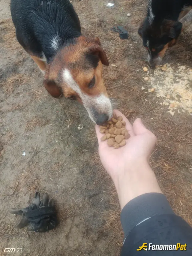 Sokak hayvanı besleme: Bu minik dostlarımızı yanlız bırakmayalım❤️