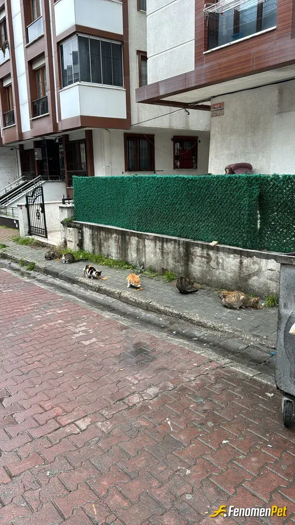 Sokak hayvanı besleme: Arka sokağımız kedi dolu hergün besliyoruz elimizden geldiğince ❤️