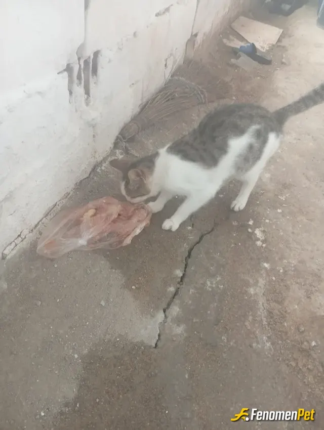 Sokak hayvanı besleme: Sokak kedisine yemek veriyorum