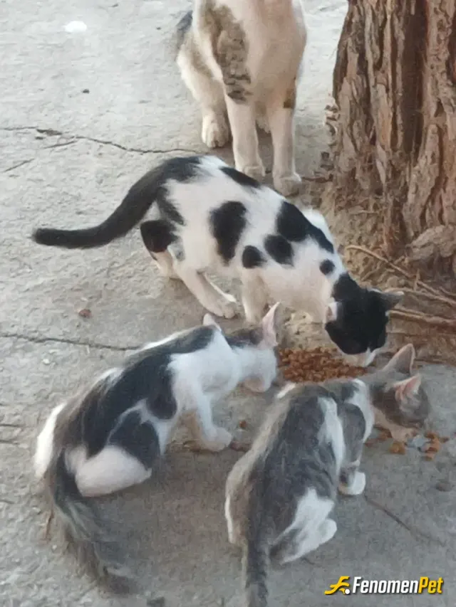 Sokak hayvanı besleme: Tesisimizde 20 üstü kedimiz var.can onlar can.