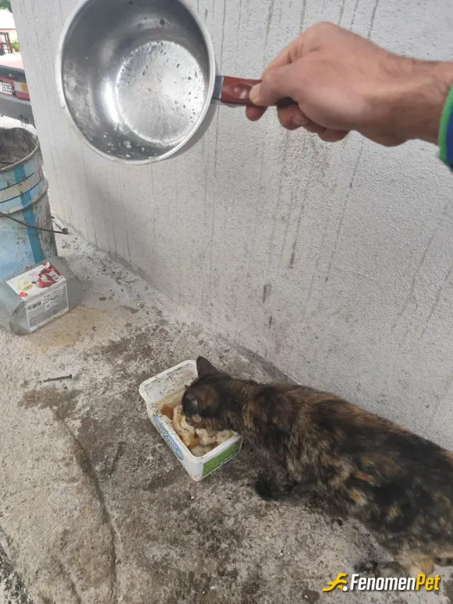 Sokak hayvanı besleme: Evimde hazirladığım tavukları patili dostlarım için bıraktım