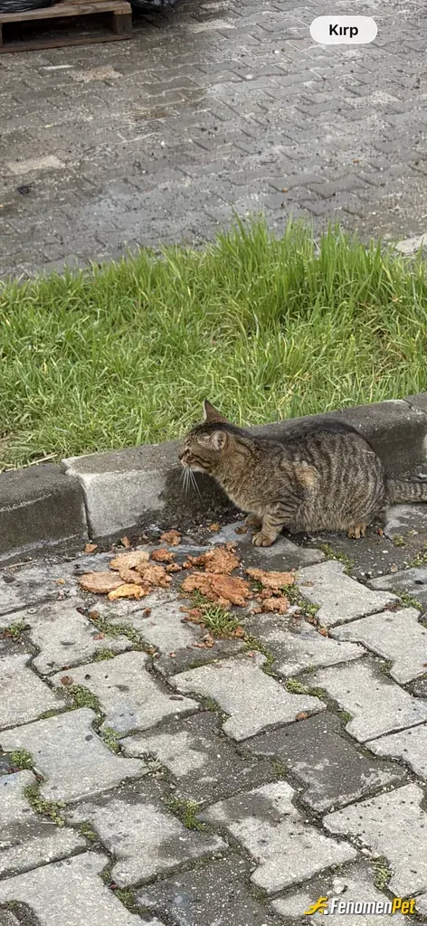 Sokak hayvanı besleme: Islak maması da tmm
