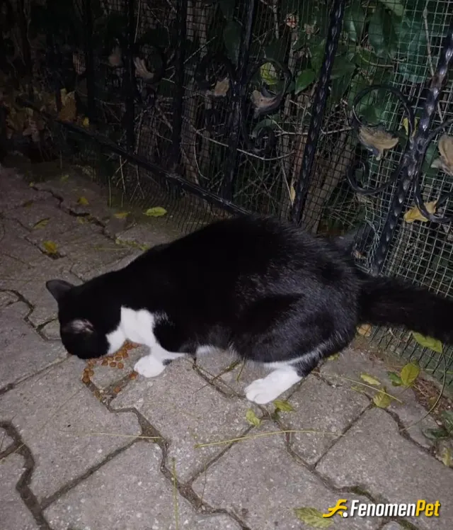 Sokak hayvanı besleme: Sokak da çok miyavlıyordu mama getirdim bende