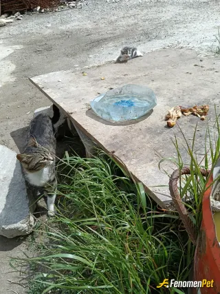 Sokak hayvanı besleme: Hergün besliyorum anneleri gibi hissediyorum kendimi