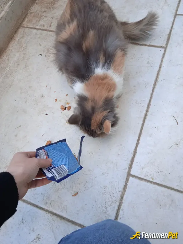 Sokak hayvanı besleme: Elimden geldiğince mama alıp yediriyorum