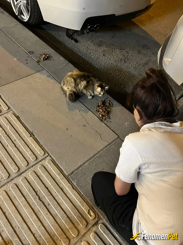 Sokak hayvanı besleme: Şok marketten ıslak kedi maması aldım gel pisi pisi diyince etrafımızdaki bir kaç kedi geldi kaldırıma döktüm ıslak kedi…