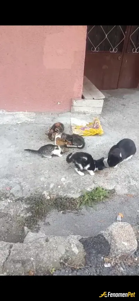 Sokak hayvanı besleme: Kediler 😃