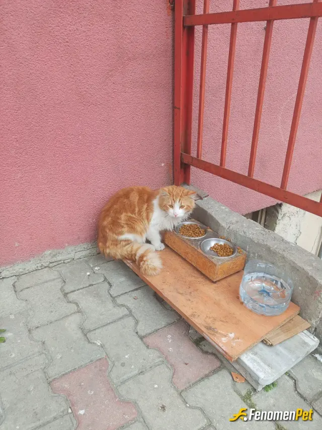 Sokak hayvanı besleme: Pompis 🙏